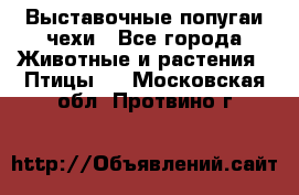 Выставочные попугаи чехи - Все города Животные и растения » Птицы   . Московская обл.,Протвино г.